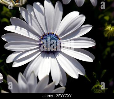 Image d'une tête de fleur d'Osteospermum 'Glistening White' également connue sous le nom de Marguerite africaine ou de cape Daisy. Banque D'Images