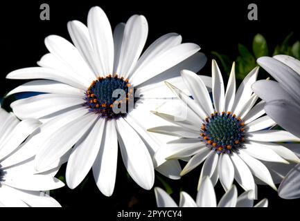 Image d'une tête de fleur d'Osteospermum 'Glistening White' également connue sous le nom de Marguerite africaine ou de cape Daisy. Banque D'Images