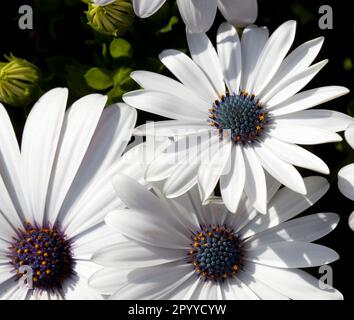 Image d'une tête de fleur d'Osteospermum 'Glistening White' également connue sous le nom de Marguerite africaine ou de cape Daisy. Banque D'Images