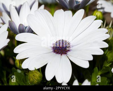 Image d'une tête de fleur d'Osteospermum 'Glistening White' également connue sous le nom de Marguerite africaine ou de cape Daisy. Banque D'Images