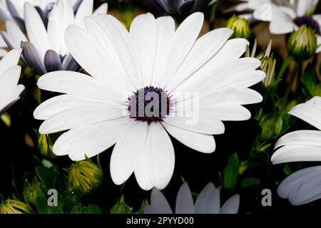 Image d'une tête de fleur d'Osteospermum 'Glistening White' également connue sous le nom de Marguerite africaine ou de cape Daisy. Banque D'Images