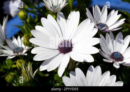 Image d'une tête de fleur d'Osteospermum 'Glistening White' également connue sous le nom de Marguerite africaine ou de cape Daisy. Banque D'Images