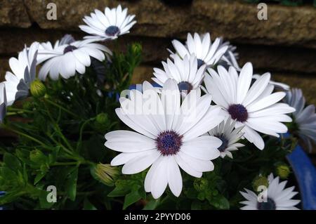 Image d'une tête de fleur d'Osteospermum 'Glistening White' également connue sous le nom de Marguerite africaine ou de cape Daisy. Banque D'Images