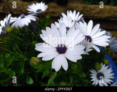 Image d'une tête de fleur d'Osteospermum 'Glistening White' également connue sous le nom de Marguerite africaine ou de cape Daisy. Banque D'Images