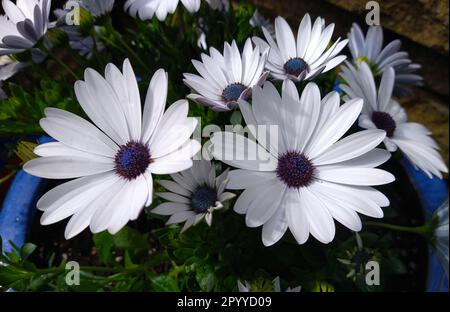 Image d'une tête de fleur d'Osteospermum 'Glistening White' également connue sous le nom de Marguerite africaine ou de cape Daisy. Banque D'Images