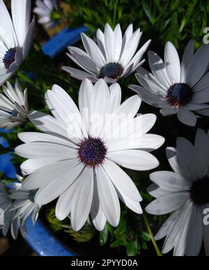 Image d'une tête de fleur d'Osteospermum 'Glistening White' également connue sous le nom de Marguerite africaine ou de cape Daisy. Banque D'Images