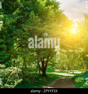 Un agréable jardin d'été avec allées et pelouses. Banque D'Images