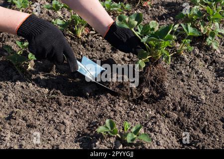 Les mains en gants noirs plantent une fraise dans le sol du lit de jardin avec l'aide d'outils de jardin. Désherbage, semis, agriculture. Foc sélectif Banque D'Images