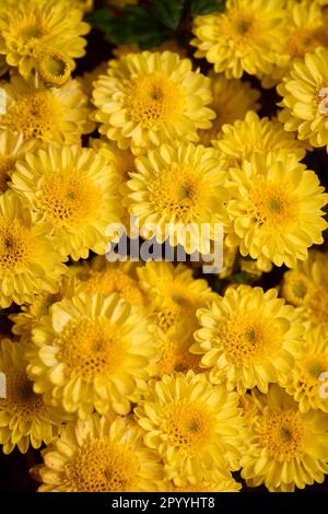 Image verticale d'un champ de pâquerettes jaune vif, avec une variété de fleurs sauvages en fleurs Banque D'Images