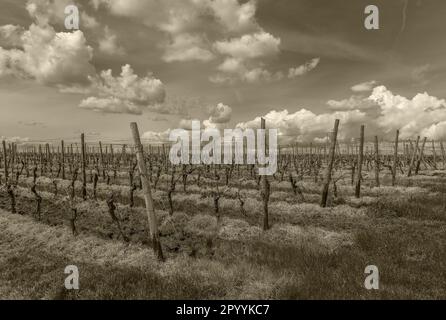 Vignes dans le Rheingau près de Florsheim osier, Hesse, Allemagne Banque D'Images