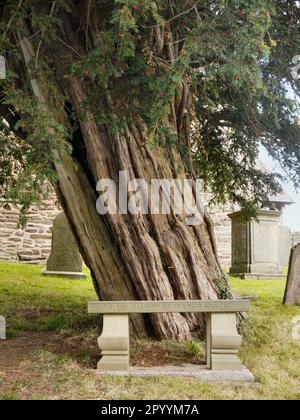 Banc commémoratif du révérend Francis Kilvert dans le cimetière St Andrew à Bredwardine, situé devant un ancien Yew commun (Taxus baccata) Banque D'Images