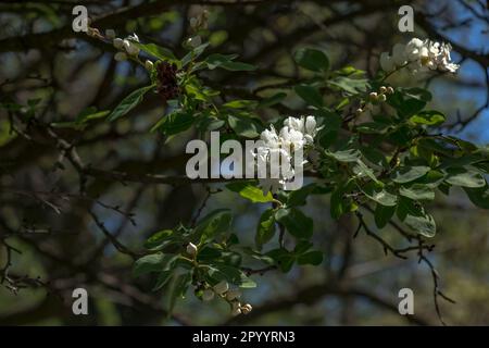 Branche florale d'Exochorda korolkowii au printemps. Exochorda albertii est une rose arbustive originaire d'Asie. Banque D'Images