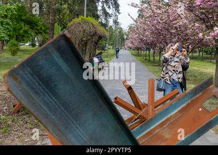 De jeunes femmes dans la ruelle du parc ont vu prendre des photos avec leur téléphone mobile de sakuras fleuries par le barbelé et les hérissons. Sakura s'est épanouie dans le parc de Kyoto à Kiev. Kyoto Park à Kiev est une petite île japonaise au milieu de la capitale ukrainienne. C'est la plus longue allée de sakura en Ukraine, d'environ un kilomètre de long, a été plantée, les arbres Sakura ne fleurissent pas pendant longtemps - à peine deux semaines de la fin avril au début mai. Le parc de Kyoto était le site de la ligne de défense de Kiev et il y a de nombreuses fortifications. Banque D'Images