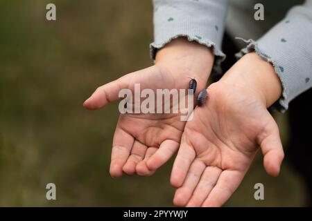 Insecte des poux dans les mains d'un enfant. Roly-Poly Pill Bug sur les paumes des filles Banque D'Images