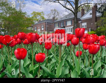 Plantation massive de tulipes rouges profondes dans une rue résidentielle Banque D'Images