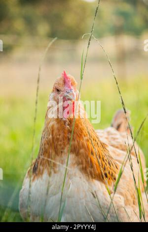 Buff poule Sussex dans de hautes tiges d'herbe dans la cour de chook vert Banque D'Images