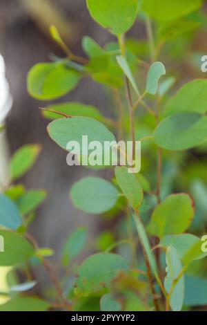 petites feuilles rondes de gomme verte fraîche sur l'arbre d'eucalyptus Banque D'Images