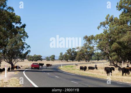 ute rouge sur la route rurale australienne avec le bétail traversant Banque D'Images