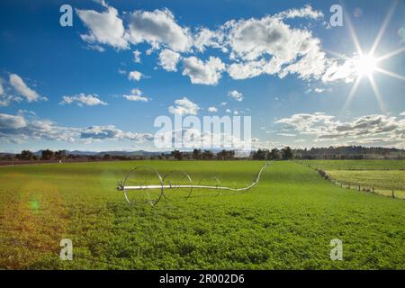 Paddock de culture irriguée verte au soleil avec système d'irrigation roulant et étoile de soleil brillante au-dessus Banque D'Images