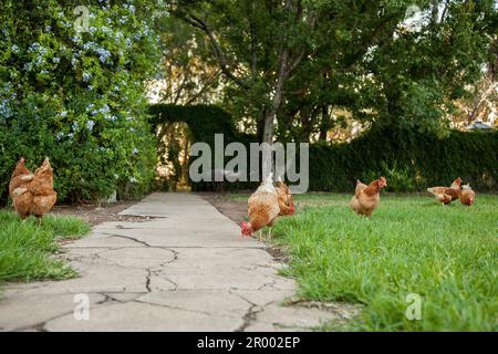 Troupeau de poules brunes ISA grattant dans la pelouse de la cour de ferme avec passage de porte dans la haie Banque D'Images