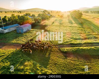 Lumière du soleil dorée sur le bétail dans les enclos à côté des bâtiments agricoles et le parc à bestiaux sur la ferme australienne en bonne saison avec de longues herbes vertes Banque D'Images