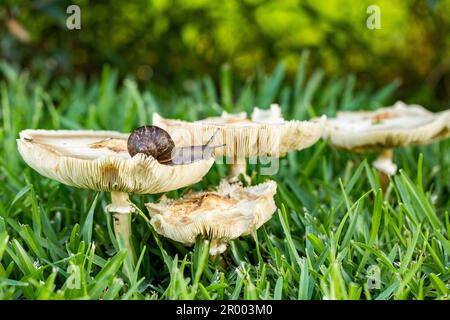 escargot de jardin sur les tabourets de toadstool poussant dans la pelouse Banque D'Images