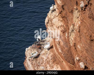 Un groupe de mouettes perchées au bord d'une falaise escarpée surplombant la vaste étendue de l'océan Banque D'Images