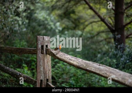 Robin erithacus rubecula perché sur une clôture d'arbres en arrière-plan Banque D'Images