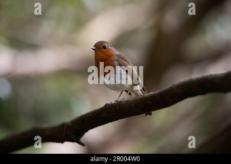 Magnifique Robin erithacus rubecula, perché sur une branche, Banque D'Images