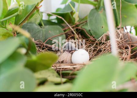 Tout juste né petit bébé oiseau de deuil Dove penché à l'œuf dans un nid Banque D'Images