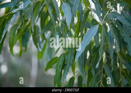 Feuilles de gomme australienne longue et vert argenté sur un eucalyptus avec espace de copie Banque D'Images