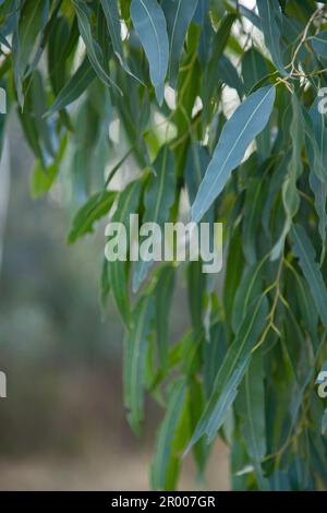 Feuilles de gomme australienne longue et vert argenté sur un eucalyptus avec espace de copie Banque D'Images