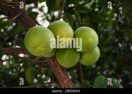 Mûrissement des fruits de pomelo sur l'arbre dans le jardin, en gros plan Banque D'Images