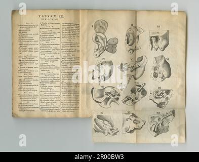 Journal anatomique abîmé. Un ancien livre d'anatomie avec ses pages affichées. Banque D'Images