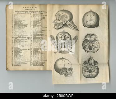 Livre d'anatomie abîmée. Un ancien livre d'anatomie avec ses pages affichées. Banque D'Images