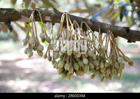 Durian durian sur bud fleurs arbre (Selective focus) Banque D'Images