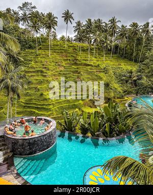 Vue sur les terrasses de riz et la piscine depuis la crétya, Ubud, Bali, Indonésie Banque D'Images