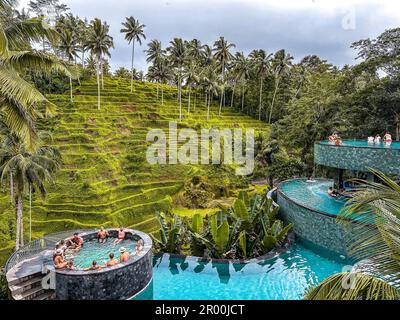 Vue sur les terrasses de riz et la piscine depuis la crétya, Ubud, Bali, Indonésie Banque D'Images