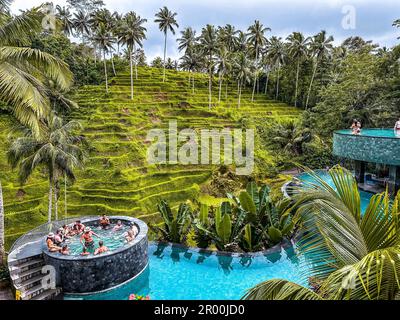 Vue sur les terrasses de riz et la piscine depuis la crétya, Ubud, Bali, Indonésie Banque D'Images