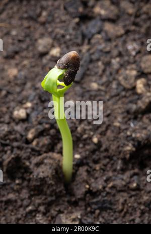 Les semis de Morning Glory poussent dans un sol fertile Banque D'Images