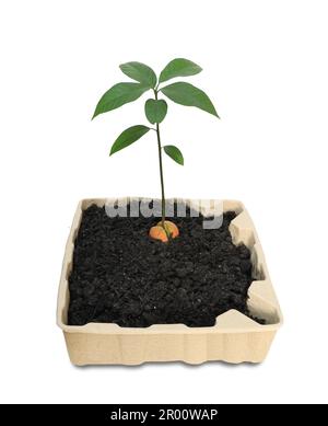 Jeune avocat planté dans un moule de pâte de papier recyclé isolé sur fond blanc. Concept de recyclage. Banque D'Images