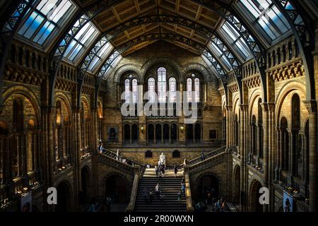 La salle principale du Musée d'Histoire naturelle de Londres, Royaume-Uni Banque D'Images