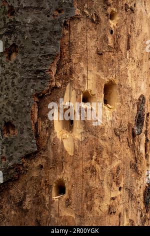 trous dans le tronc d'un arbre sec s'ennuient en nourrissant le pic Banque D'Images