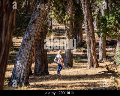 sabinas albares (Juniperus thurifera), Espacio Natural del Sabinar de Calatañazor, Soria, Comunidad Autónoma de Castilla, Espagne, Europe Banque D'Images