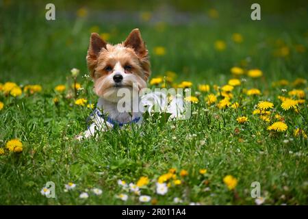 Chien sur l'herbe. Animaux de compagnie - Yorkshire terrier biewer. Banque D'Images