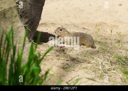 Ziesel écureuil européen après hibernation se réchauffe au soleil Banque D'Images