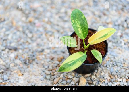 Philodendron Green congo hybride dans le pot Banque D'Images