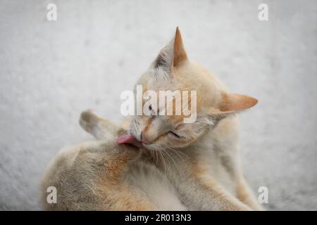 Toilettage de chat de couleur gingembre lui-même. Banque D'Images