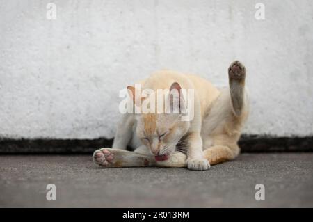 Ginger coloré de levage de chat un pied se toilettant sur sol de ciment sale. Banque D'Images