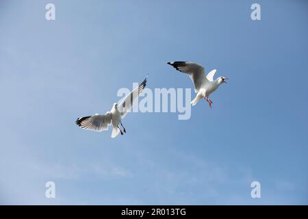 Mouette en vol avec fond ciel bleu clair Banque D'Images